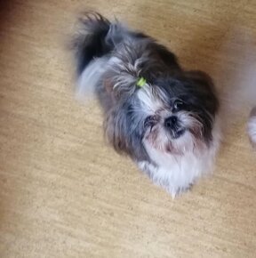 Shih-tzu z rodowodem, Shih tzu, Shi tzu, si cu - 13