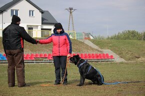 Szczeniaki Cane Corso Italiano - 13