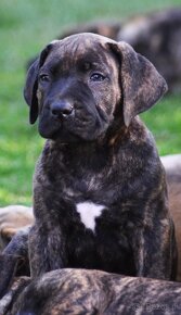 SPRZEDAM szczenieta rasy boerboel - 13