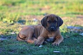 Rhodesian Ridgeback piękne szczenięta wystawowe FCI. - 13