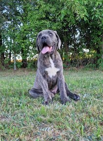 Cane Corso Italiano Puppies (FCI) - 13