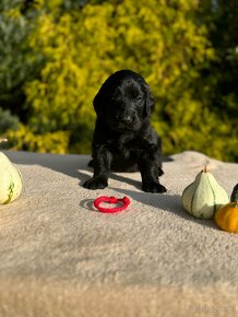 Flat coated retriever štěňata s PP - 13