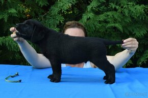 Labrador retriever čierny - 13