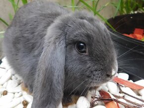 Cudowne samiczki mini lop niebieskie - 13