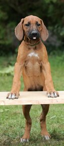 rhodesian ridgeback przepiekna suczka - 13