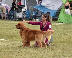 GOLDEN RETRIEVER-100% linia amerykańska,ZKwP/FCI - 13