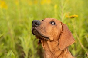 Piękne Rhodesian ridgeback - 13