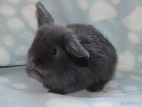 Niebieskie baranki mini lop - 14