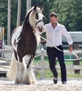 Irish Cob - Luksusowy ogier - 14