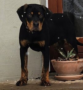 Louisiana Leopard,  Catahoula - 14