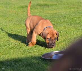 SPRZEDAM szczenieta rasy boerboel - 14