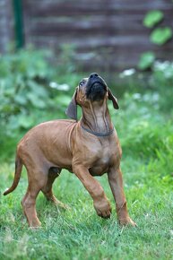 Rhodesian Ridgeback piękne szczenięta wystawowe FCI. - 14