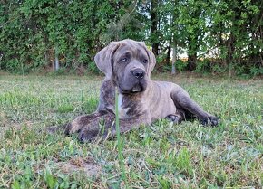 Cane Corso Italiano Puppies (FCI) - 14