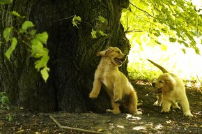 golden retriever - 14