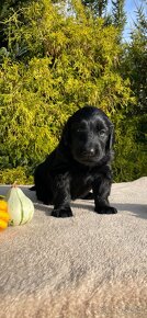 Flat coated retriever štěňata s PP - 14