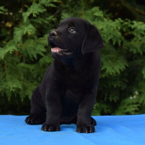 Labrador retriever čierny - 14