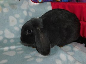 Cudowne samiczki mini lop niebieskie - 14