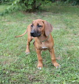 rhodesian ridgeback przepiekna suczka - 14