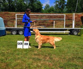 GOLDEN RETRIEVER-100% linia amerykańska,ZKwP/FCI - 14