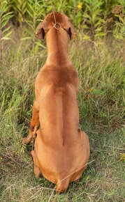 Piękne Rhodesian ridgeback - 14