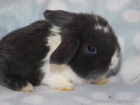 Cudowne baranki mini lop - 15