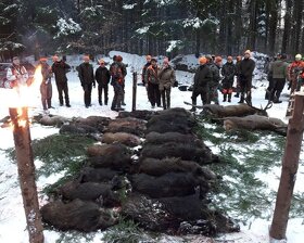 Reproduktory rasy GOŃCZY POLSKI użytkowe zapraszają suczki - 15