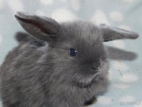 Niebieskie baranki mini lop - 15