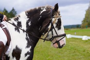 Irish Cob - Luksusowy ogier - 15