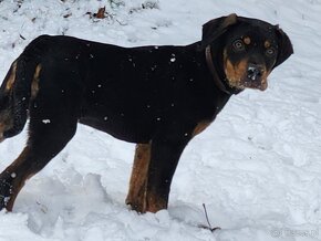 Louisiana Leopard,  Catahoula - 15