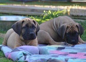 SPRZEDAM szczenieta rasy boerboel - 15