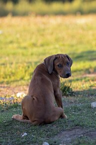 Rhodesian Ridgeback piękne szczenięta wystawowe FCI. - 15