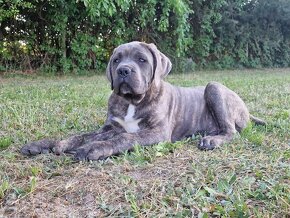 Cane Corso Italiano Puppies (FCI) - 15