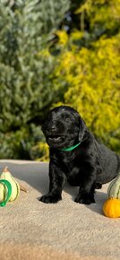 Flat coated retriever štěňata s PP - 15