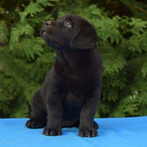 Labrador retriever čierny - 15