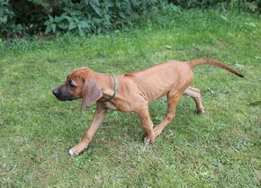 rhodesian ridgeback przepiekna suczka - 15