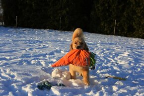 GOLDEN RETRIEVER-100% linia amerykańska,ZKwP/FCI - 15