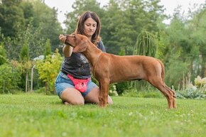 Piękne Rhodesian ridgeback - 15