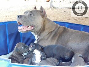 Szczenięta American Bully Xl - XXL Bloodline DDK9 - 15