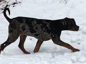 Louisiana Leopard,  Catahoula - 16