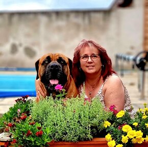 SPRZEDAM szczenieta rasy boerboel - 16