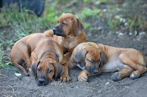 Rhodesian Ridgeback piękne szczenięta wystawowe FCI. - 16