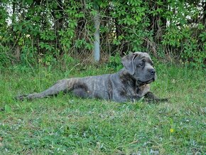 Cane Corso Italiano Puppies (FCI) - 16