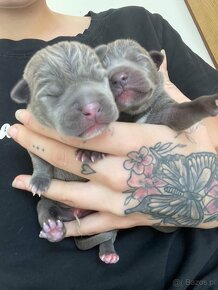 American Bully xl - 16