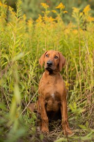 Piękne Rhodesian ridgeback - 16