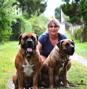 SPRZEDAM szczenieta rasy boerboel - 17