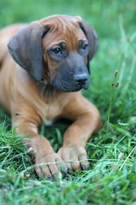 Rhodesian Ridgeback piękne szczenięta wystawowe FCI. - 17