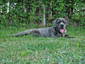 Cane Corso Italiano Puppies (FCI) - 17