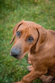 Piękne Rhodesian ridgeback - 17