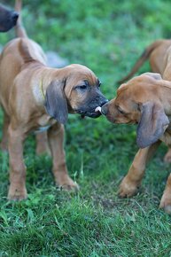 Rhodesian Ridgeback piękne szczenięta wystawowe FCI. - 18