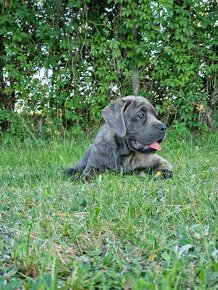 Cane Corso Italiano Puppies (FCI) - 18